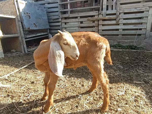 Sheep (batch, sex not specified), Sheep