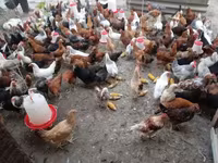 Chickens — foto 2