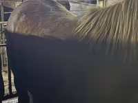 Kůň, Koně — foto 1