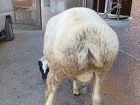 Beran, Arashan sheep — foto 5