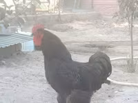 Gigante de Jersey — foto 1