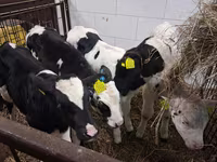 Býk, Russian Black pied cattle — foto 3