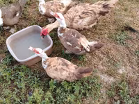 Ducks — फ़ोटो 6