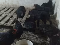 Chickens — photo 2