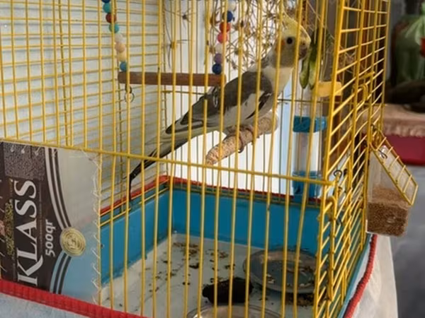 Nimfa (cockatiel) quşu və qəfəsi dəsti - Növ: Nimfa (koqatil)