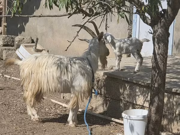 Goat, Goats — Azerbaijan