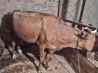 Vaca, Ganado vacuno — foto 2
