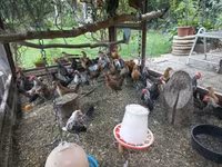Holenderski bantam — zdjęcie 7