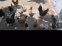 Chickens — photo 2