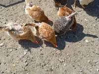 Chickens — الصورة 1