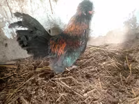 Japanisches Bantam — Foto 6