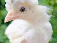 Chickens — الصورة 2