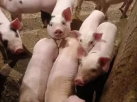 Säue, Schweine — Foto 3