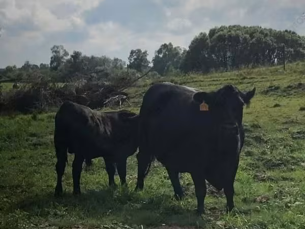 Vaca, Swiss cattle