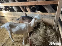 Cabra, Alpine goat — foto 2