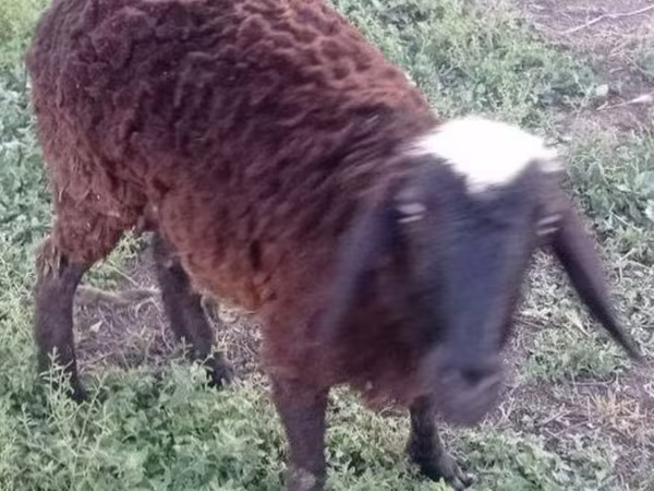 Sheep (batch, sex not specified), Sheep