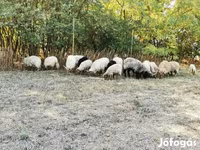 Ovelha, Racka sheep — foto 3
