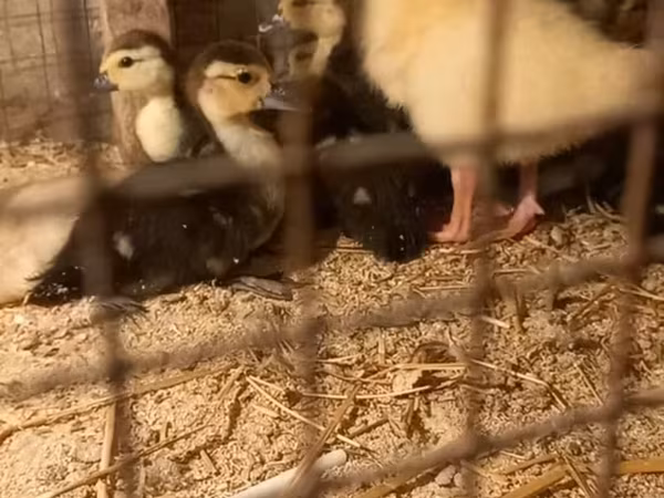 Ducks — Azərbaycan