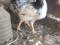 Chickens — foto 1
