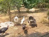Turkeys — Foto 3