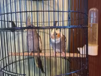 Məhsul: Nimfa (Cockatiel) cütü – qıf və aksesuarlarla birlikdə — 照片 3