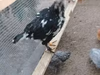Danish hen — 5-rasm