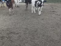 İnək, Russian Black pied cattle — foto 2
