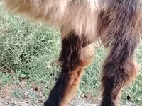 Cabra, Cabras — foto 6