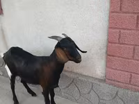 Goat, Nubian Goat — photo 3