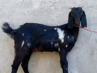 Cabra, Beetal goats — foto 2
