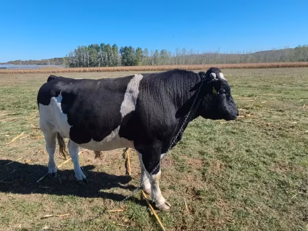 Toro, Russian Black pied cattle