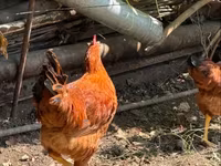Chickens — Foto 3