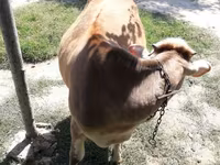 Cow, Simmental cattle — photo 2