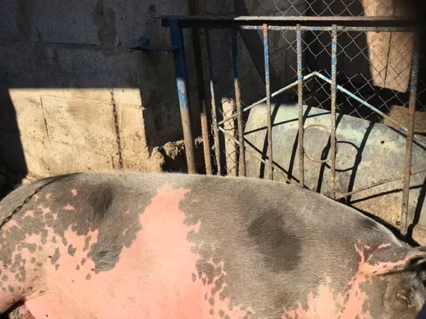 Boar, Pigs