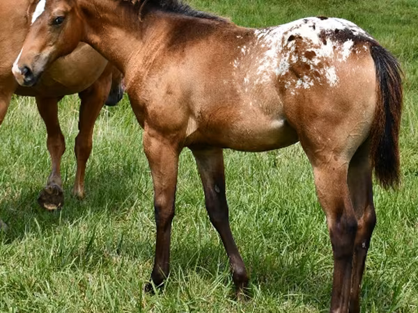 Stute, Appaloosa