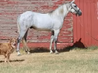 At, Tennessee Walking Horse — foto 1