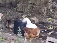 Ducks — photo 2