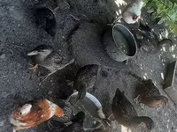 Ducks — Foto 1