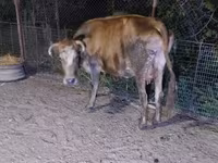 Cow, Cattle — photo 3