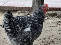 Chickens — फ़ोटो 2