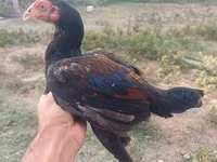Chickens — الصورة 6