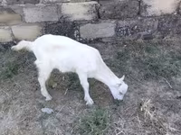 Dişi keçi, Saanen goat — foto 4