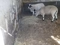 Beran, Dorper sheep — foto 3