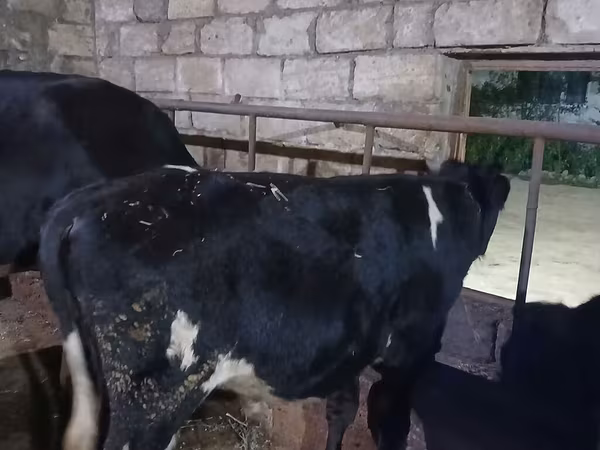 ثور, Russian Black pied cattle