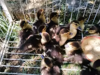 Ducks — photo 3
