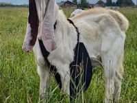 Taka, Gulabi goats — 2-rasm