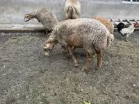 भेड़, भेड़ — फ़ोटो 3