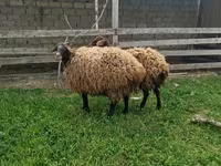 Sheep, Sheep — photo 2