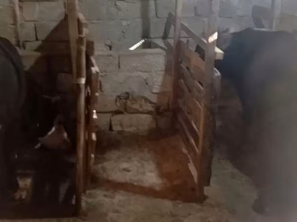 Buğa, Mal-qara