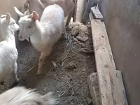 Dişi keçi, Saanen goat — foto 2